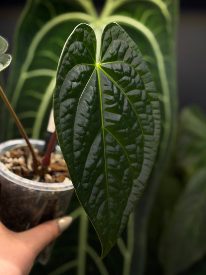 Anthurium Regale x Luxurians