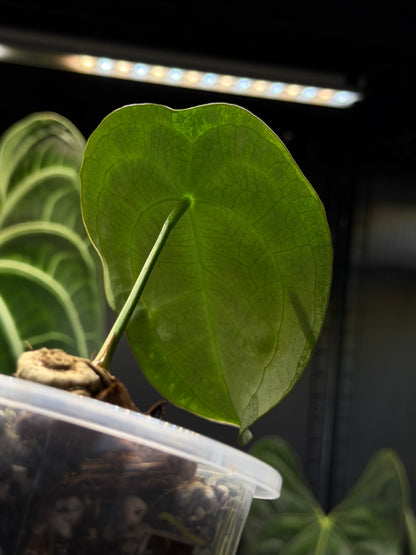 Anthurium Forgetii Cutting Nr.2