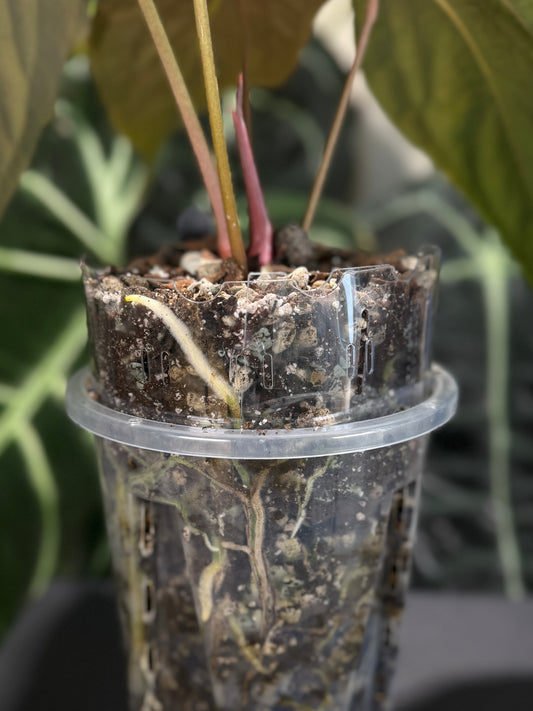 Pot Extender