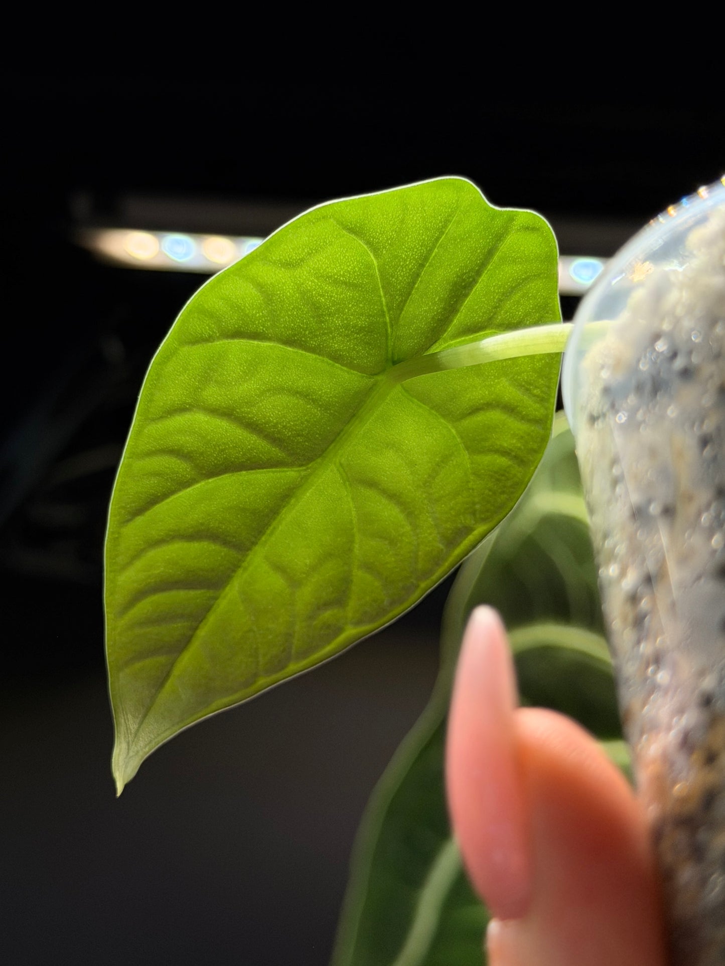 Alocasia Melo Nr.2