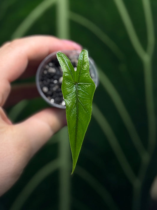 Alocasia Sulawesi Sabrina Nr.5