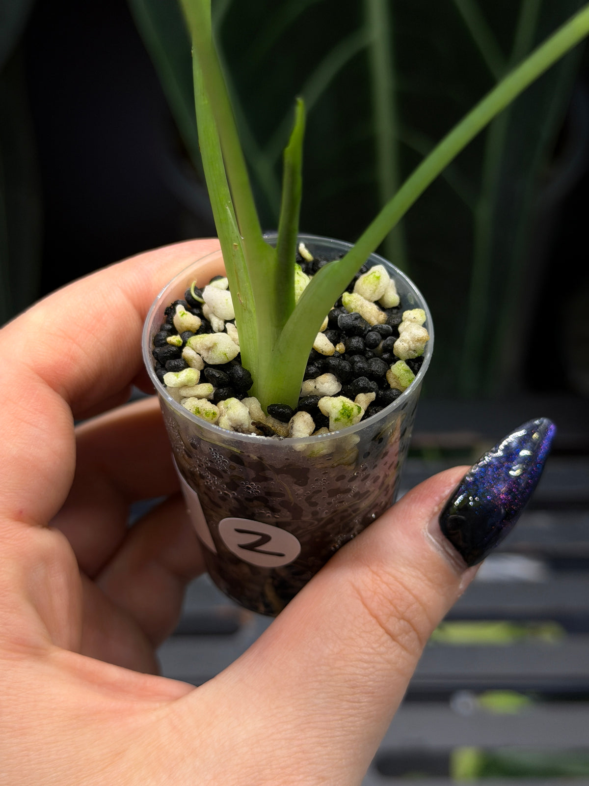 Alocasia Frydek Green on Green Cutting Nr.2