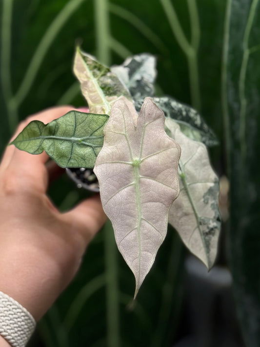 Alocasia Polly Pink Variegata Nr.2