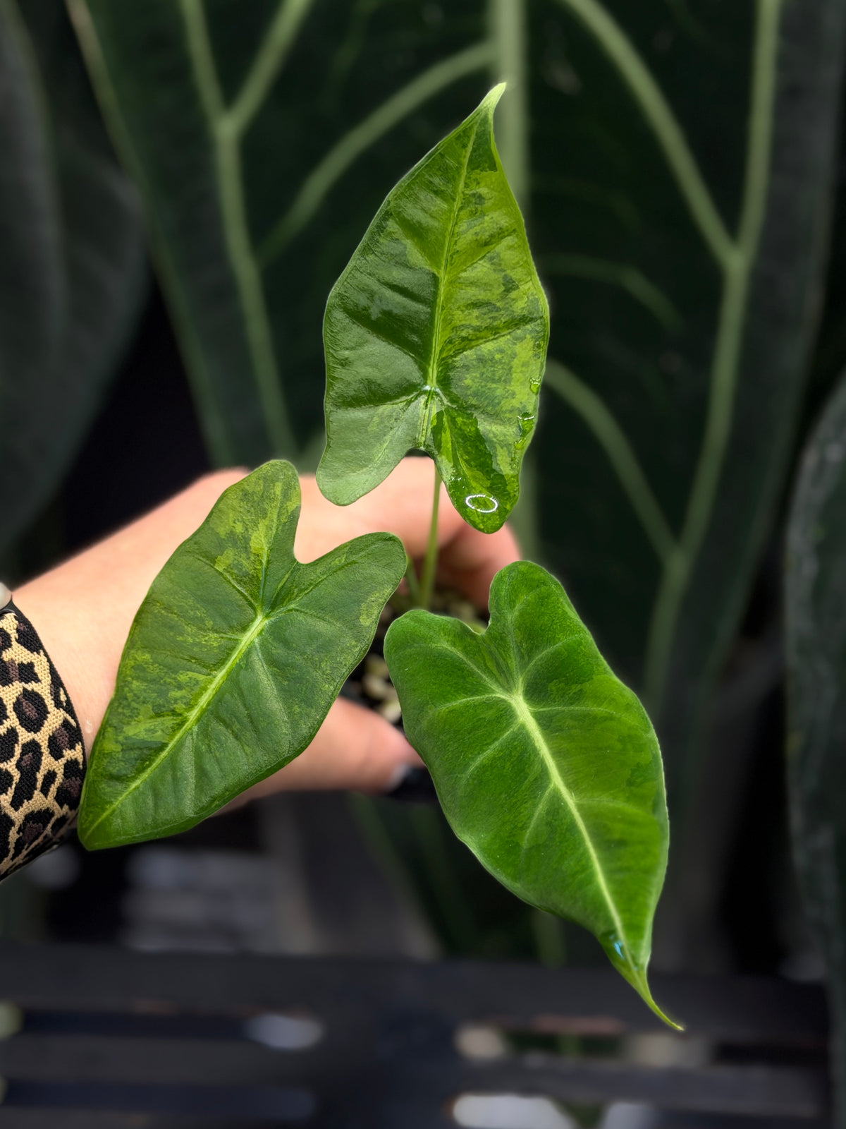 Alocasia Frydek Green on Green Cutting Nr.2