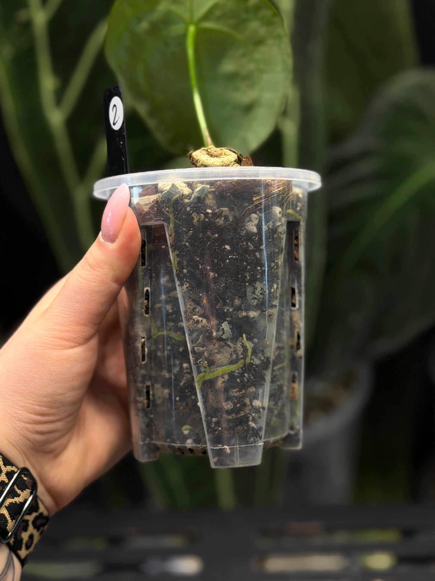 Anthurium Forgetii Cutting Nr.2