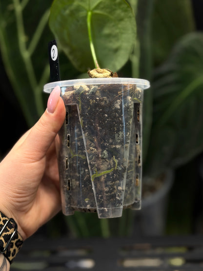 Anthurium Forgetii Cutting Nr.2