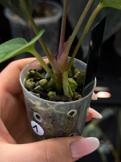 Anthurium (Luxurians x Magnificum) X (Papillilaminum Dark) Nr.1