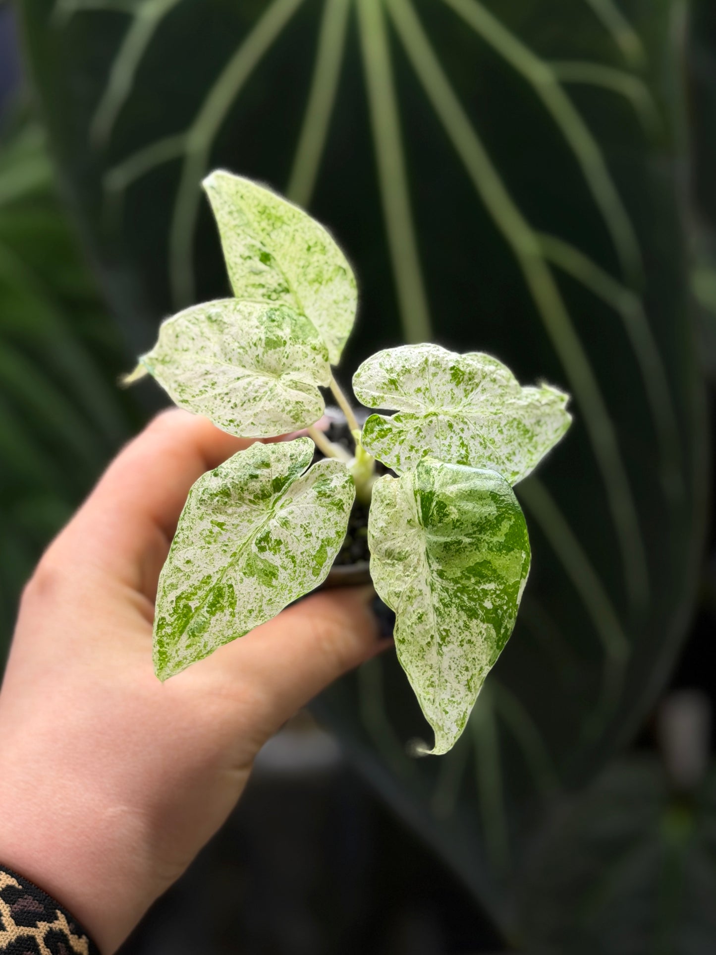 Alocasia Macrorrhiza Splash Nr.4