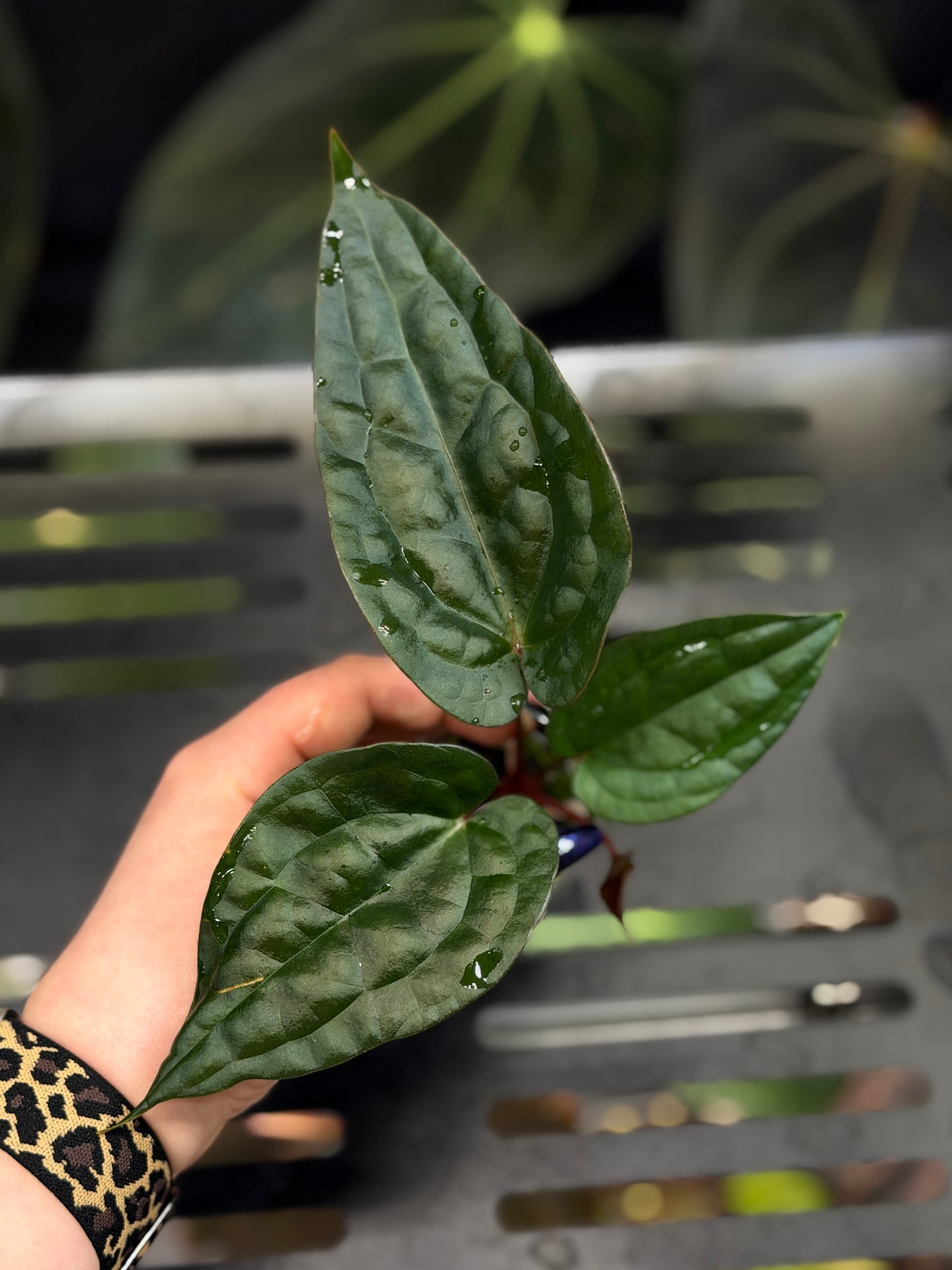 Anthurium (DocBlock D&H '9' X RVC '24') x Luxurians Seedling