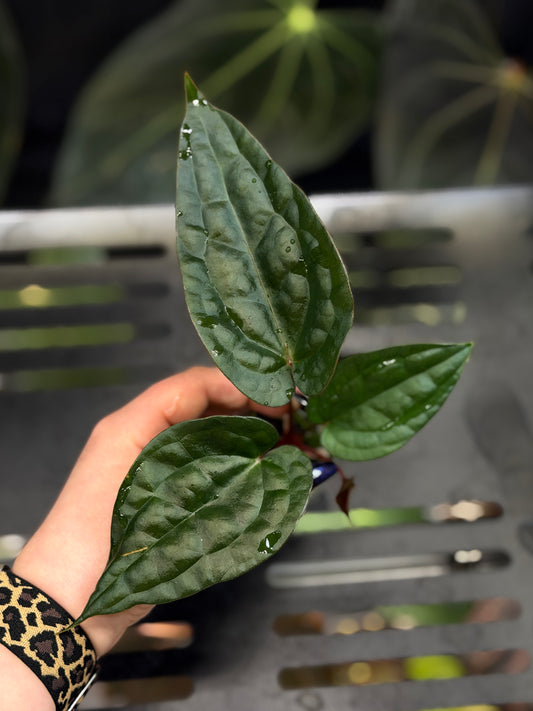 Anthurium (DocBlock D&H '9' X RVC '24') x Luxurians Seedling