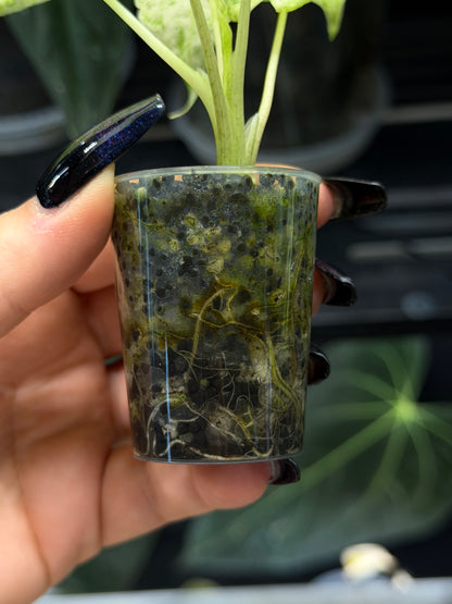 Alocasia Macrorrhiza Splash Nr.4