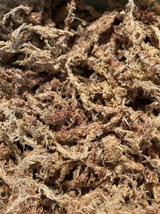 Sphagnum Moos