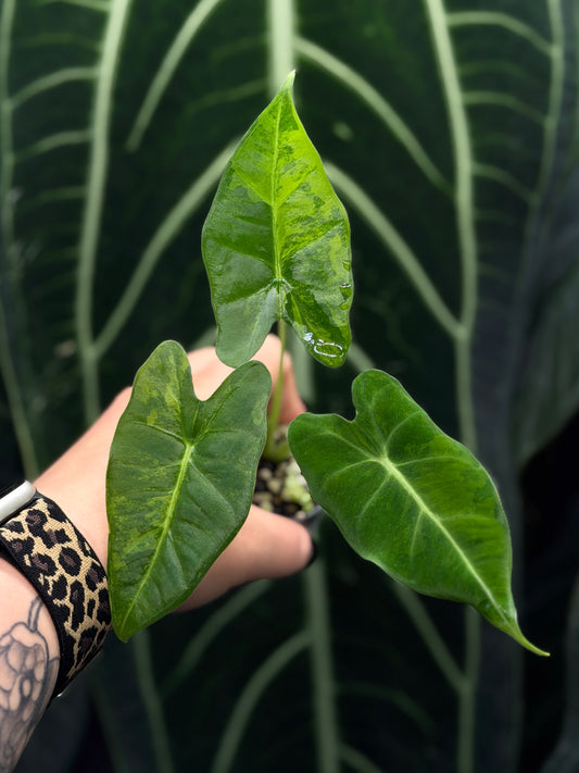 Alocasia Frydek Green on Green Cutting Nr.2