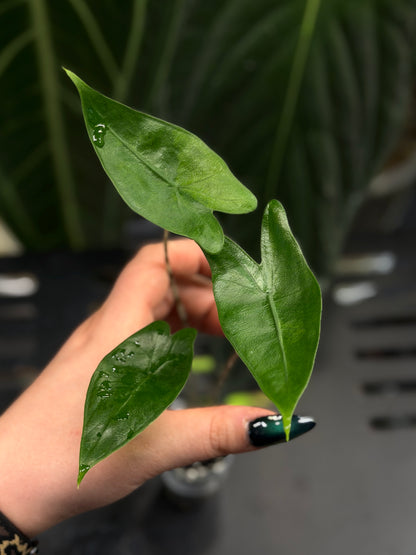 Alocasia Zebrina Variegata vergrünt Nr.1