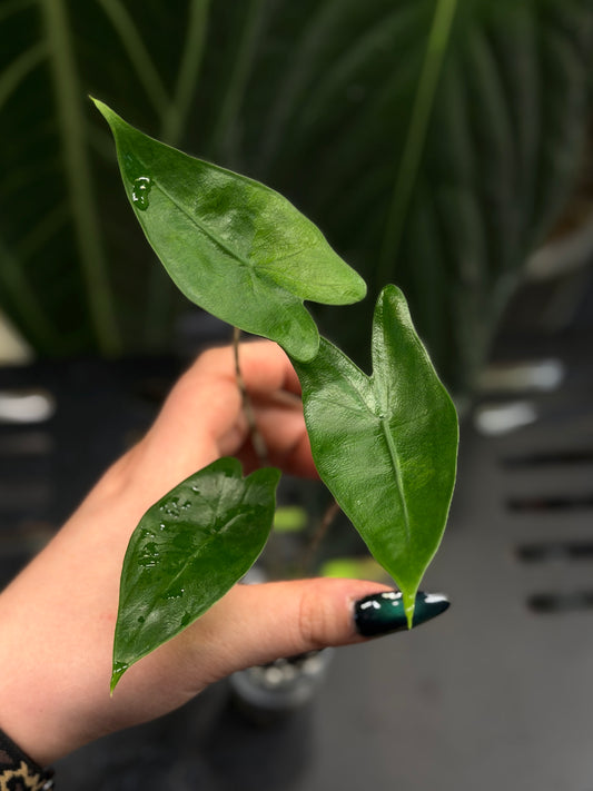 Alocasia Zebrina Variegata vergrünt Nr.1