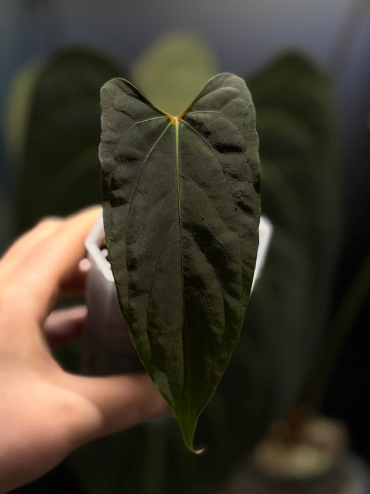 Anthurium 'RL' by Jay Vannini x self Cutting Nr.2