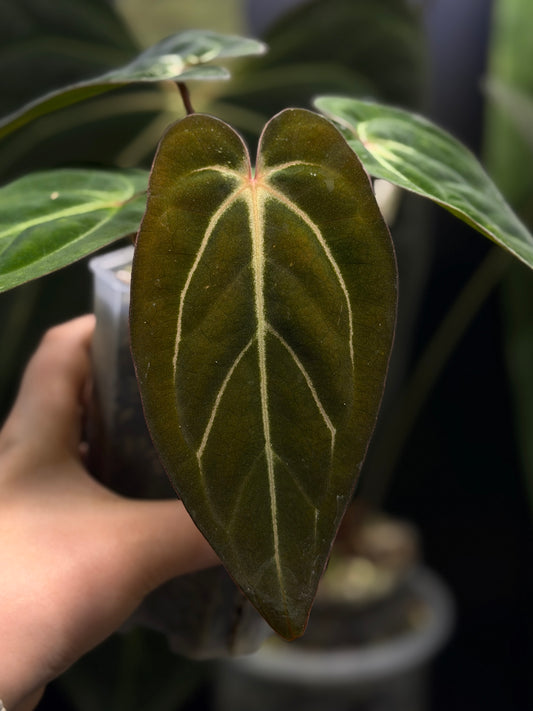 Anthurium Carlablackiae x Papillilaminum RA5