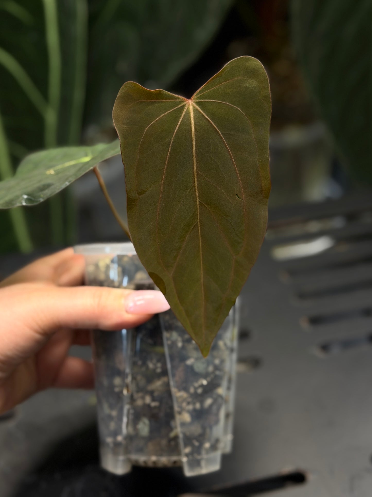 Anthurium (Carla x Dressleri) x (RLxFS F2) Cutting Nr.1