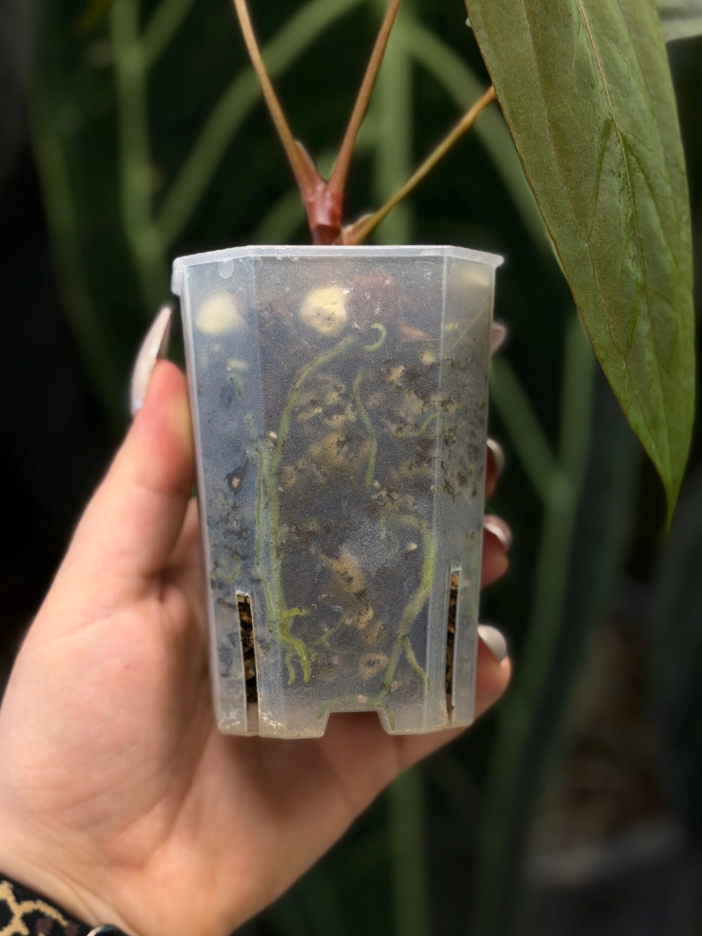 Anthurium NoID
