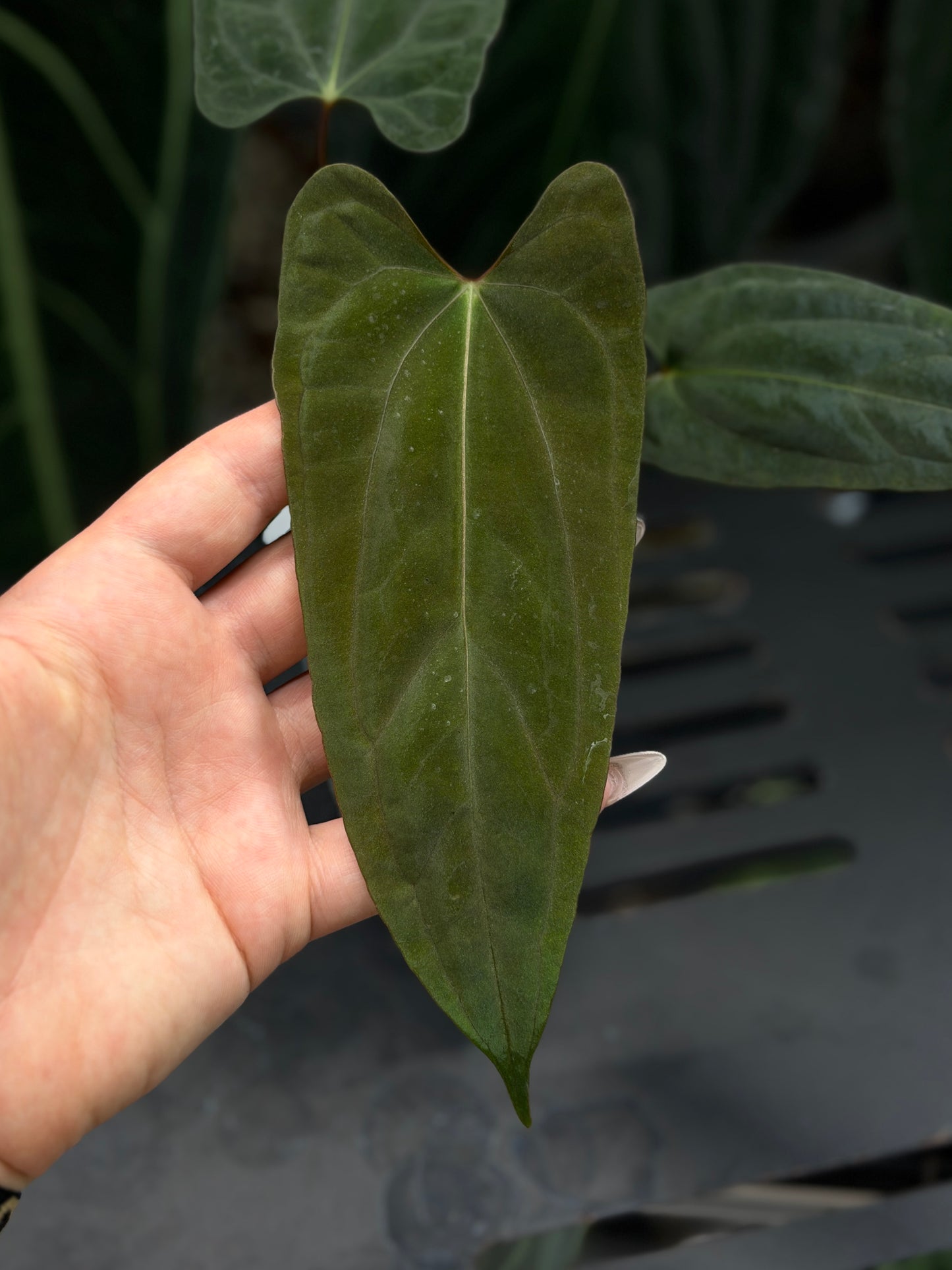 Anthurium NoID