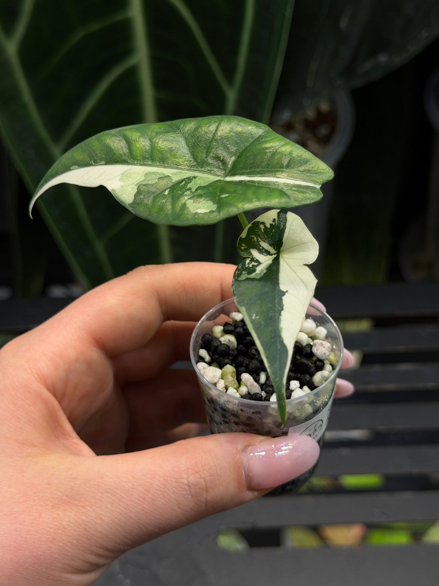 Alocasia Simpo Albo Variegata Nr.2