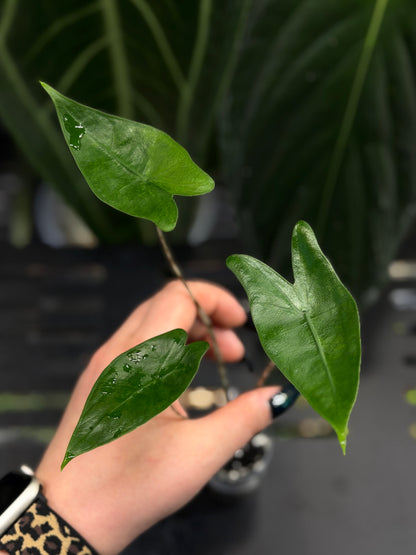 Alocasia Zebrina Variegata vergrünt Nr.1