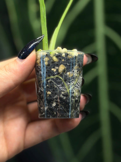 Alocasia Frydek Green on Green Cutting Nr.2