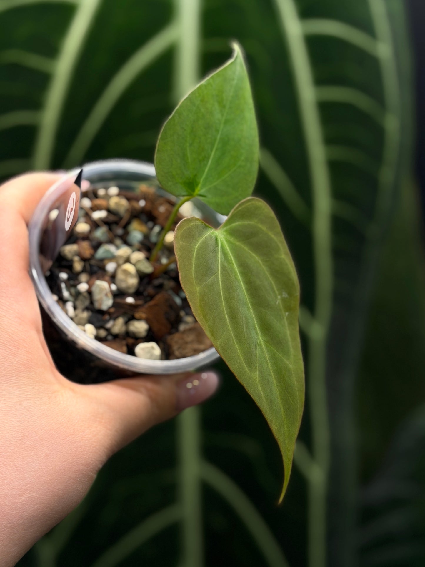 Anthurium Butterfly Mutation Cutting Nr.3