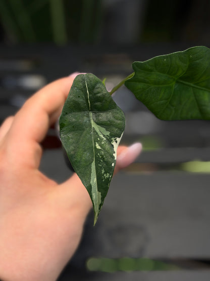 Alocasia Simpo Albo Low Variegata Nr.3