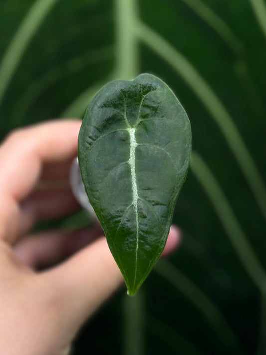 Alocasia Watsoniana Nr.1