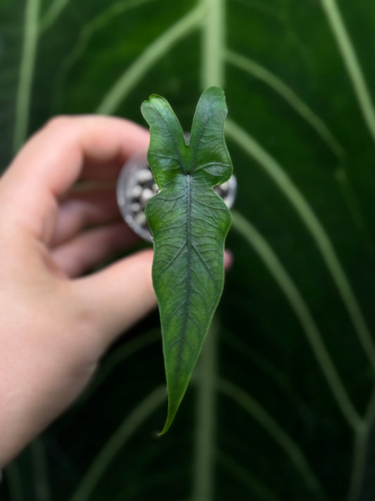 Alocasia Sulawesi Sabrina Nr.3