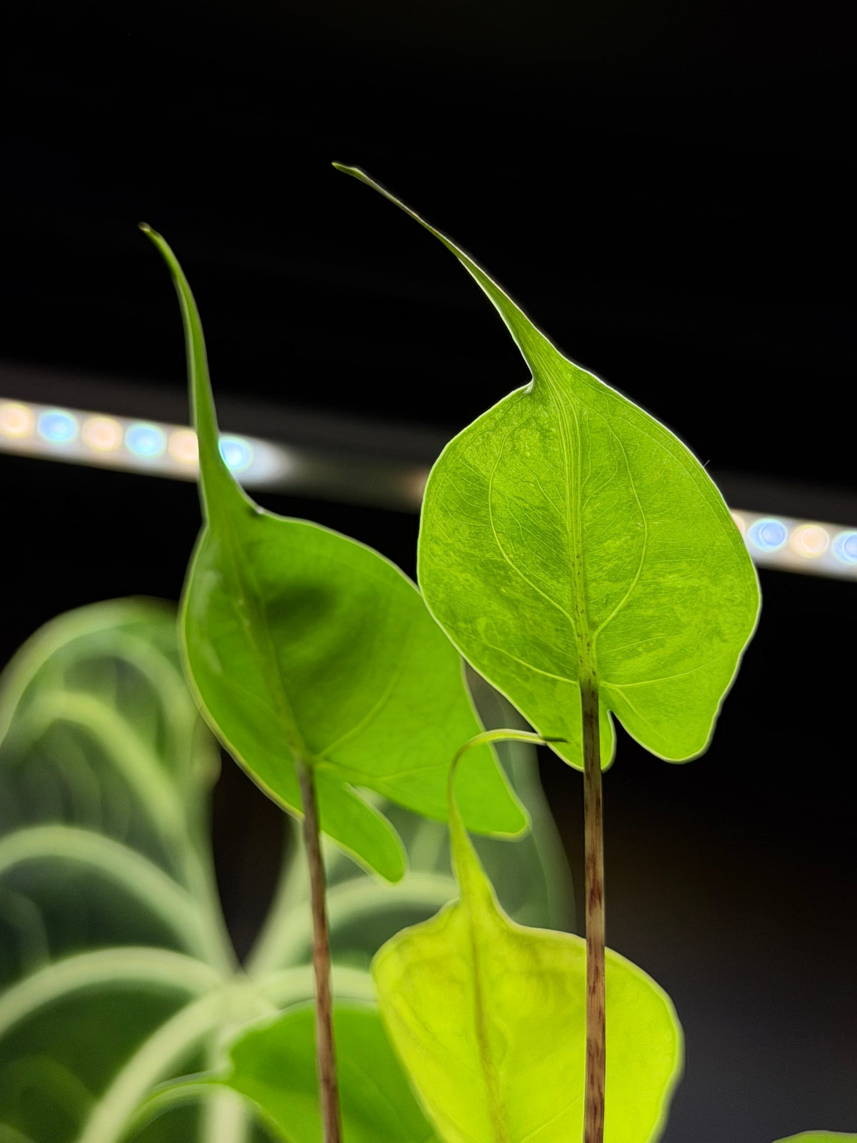 Alocasia Stingray Aurea Low Variegata