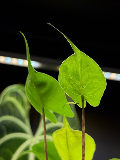 Alocasia Stingray Aurea Low Variegata