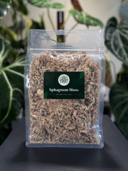 Sphagnum Moos