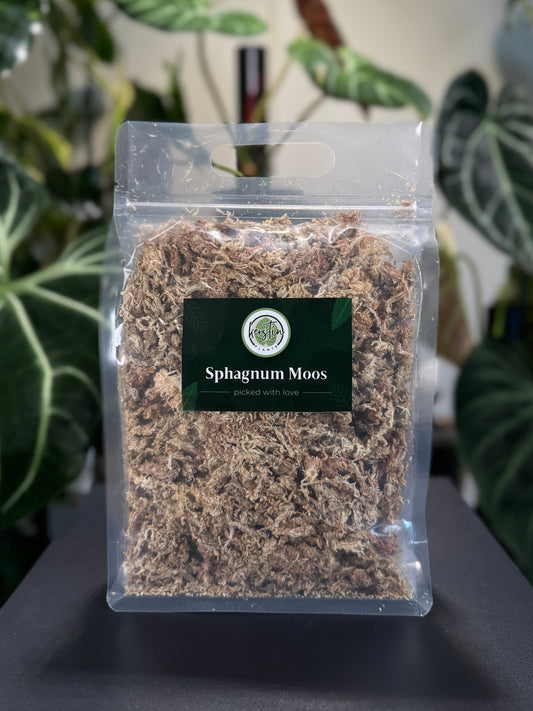 Sphagnum Moos