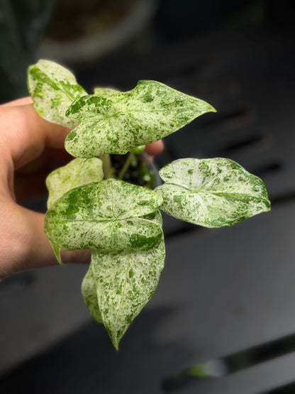 Alocasia  Odora Batik Nr.5