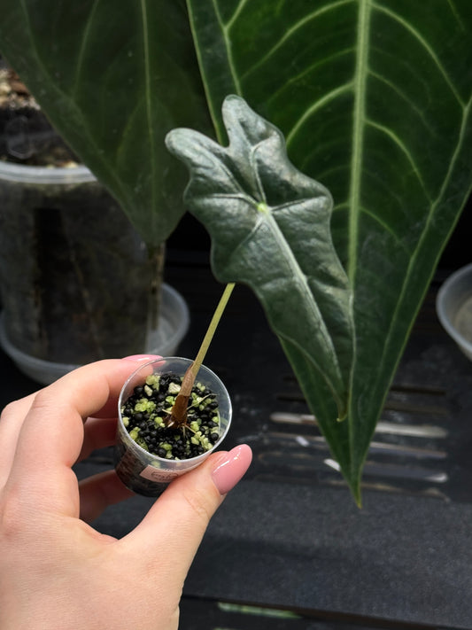 Alocasia Sanderiana Nobilis Nr.2