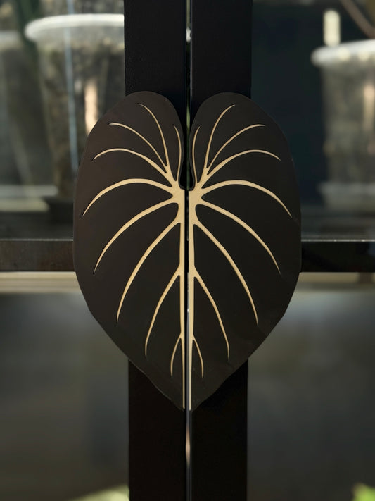 Vitrinen Griff Philodendron Gloriosum