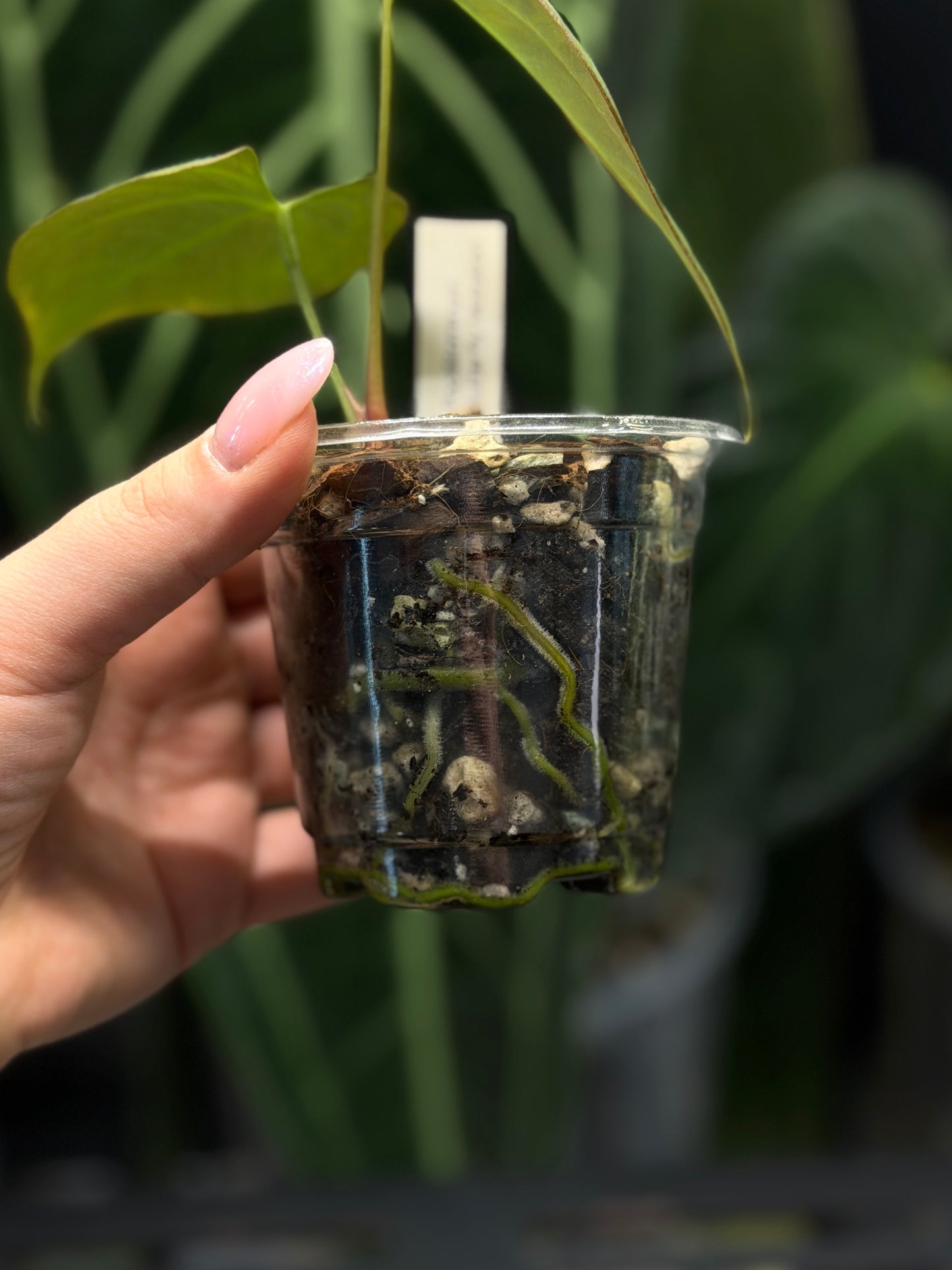 Anthurium Butterfly Mutation Cutting Nr.1