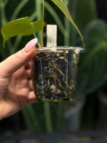 Anthurium Butterfly Mutation Cutting Nr.1
