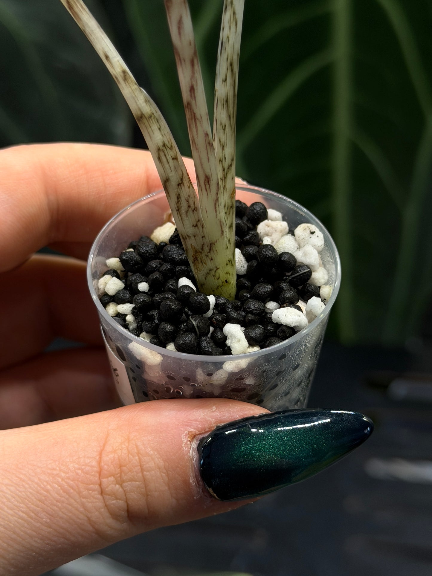 Alocasia Zebrina Variegata vergrünt Nr.1