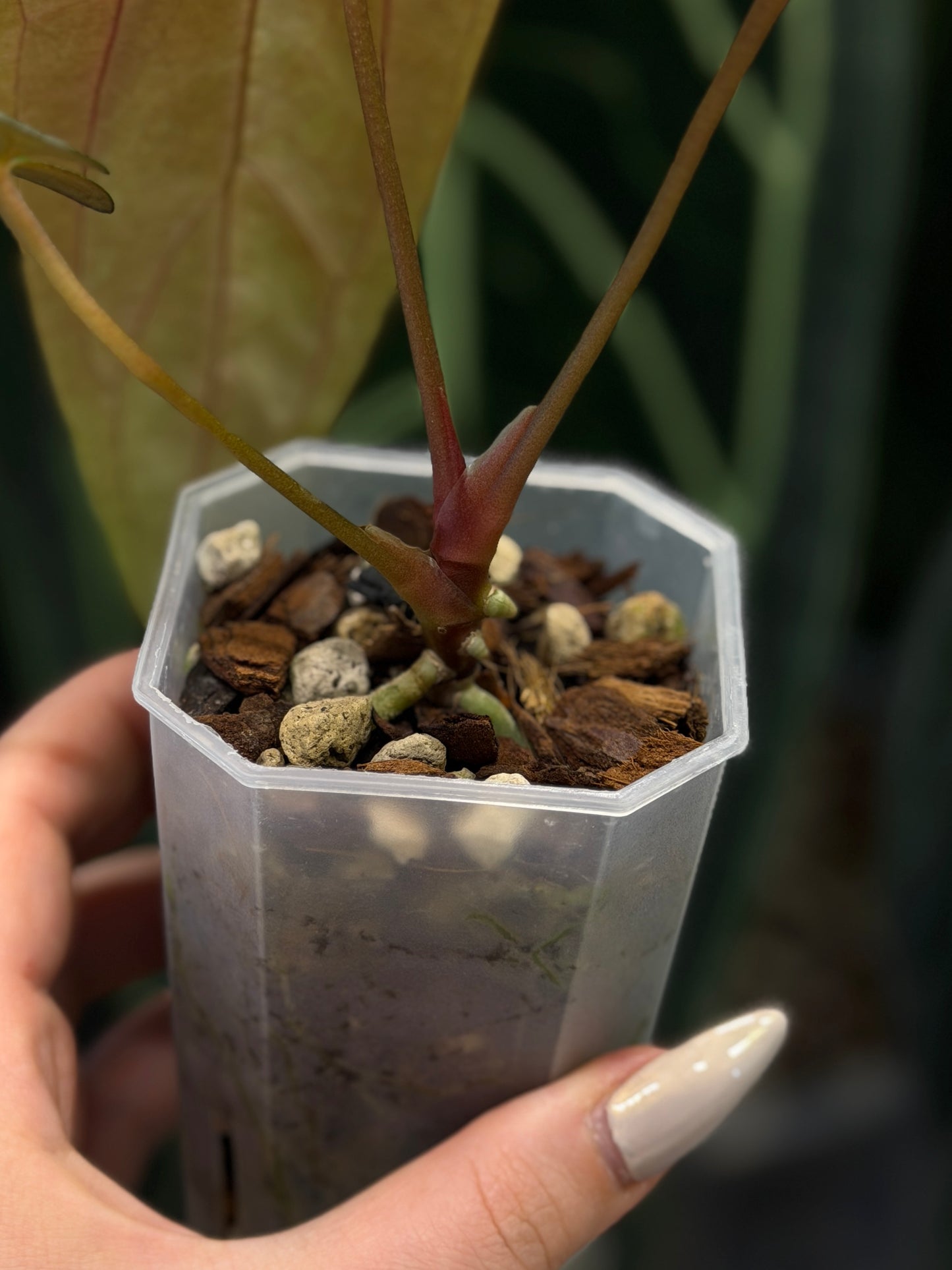Anthurium NoID