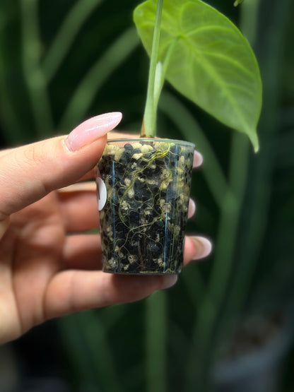 Alocasia Ninja Nr.1