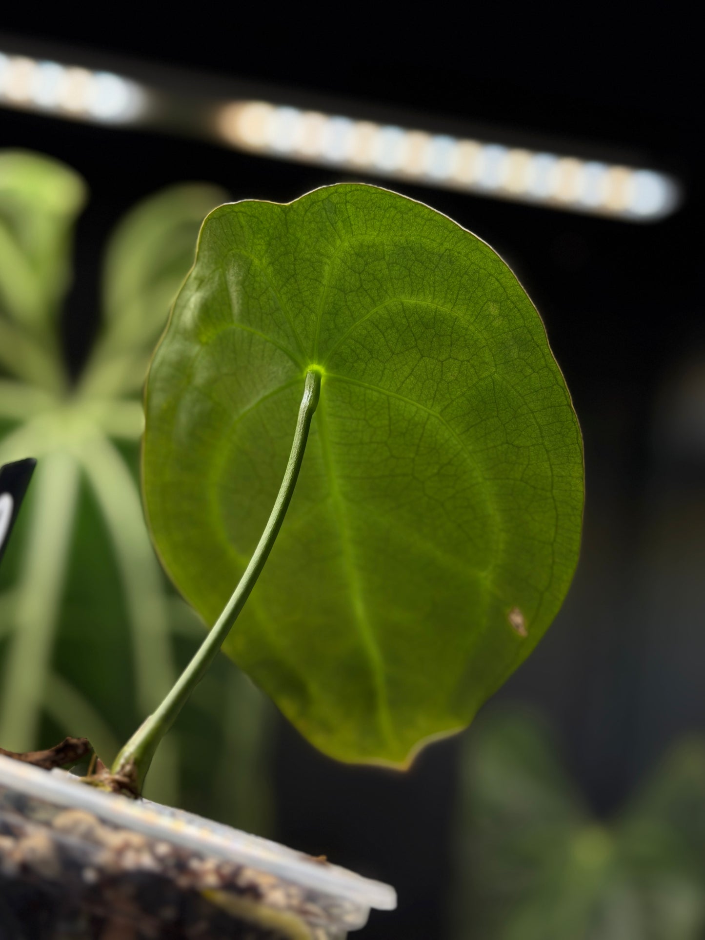 Anthurium Forgetii Cutting Nr.1