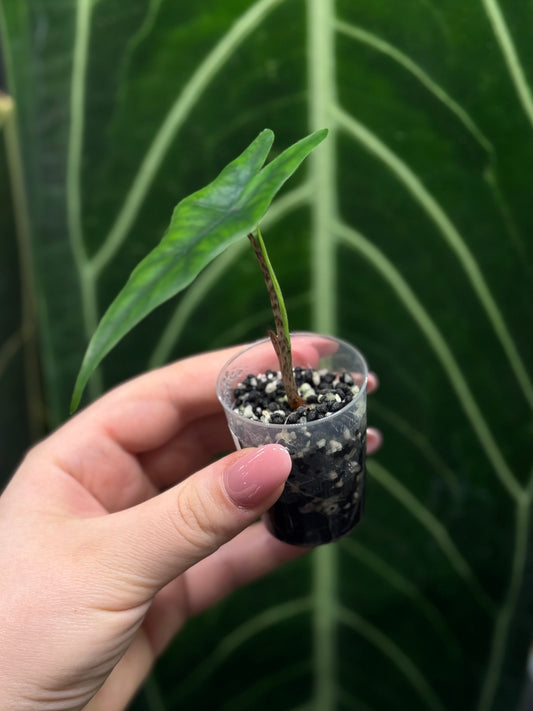 Alocasia Sulawesi Sabrina Nr.4