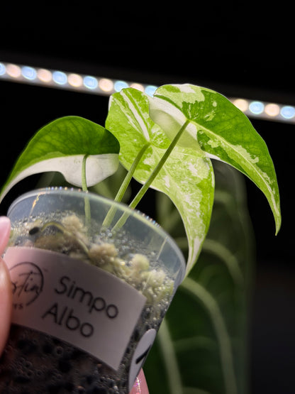Alocasia Simpo Albo Variegata Nr.1