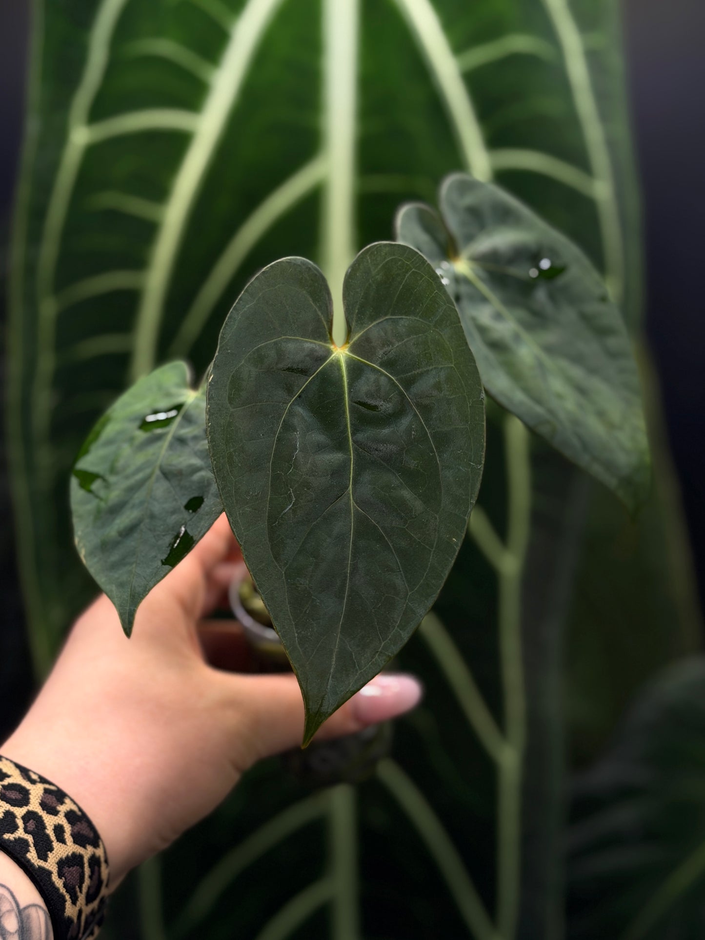 Anthurium (Luxurians x Magnificum) X (Papillilaminum Dark)