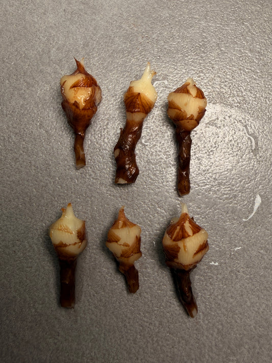 Alocasia Watsoniana Rhizome