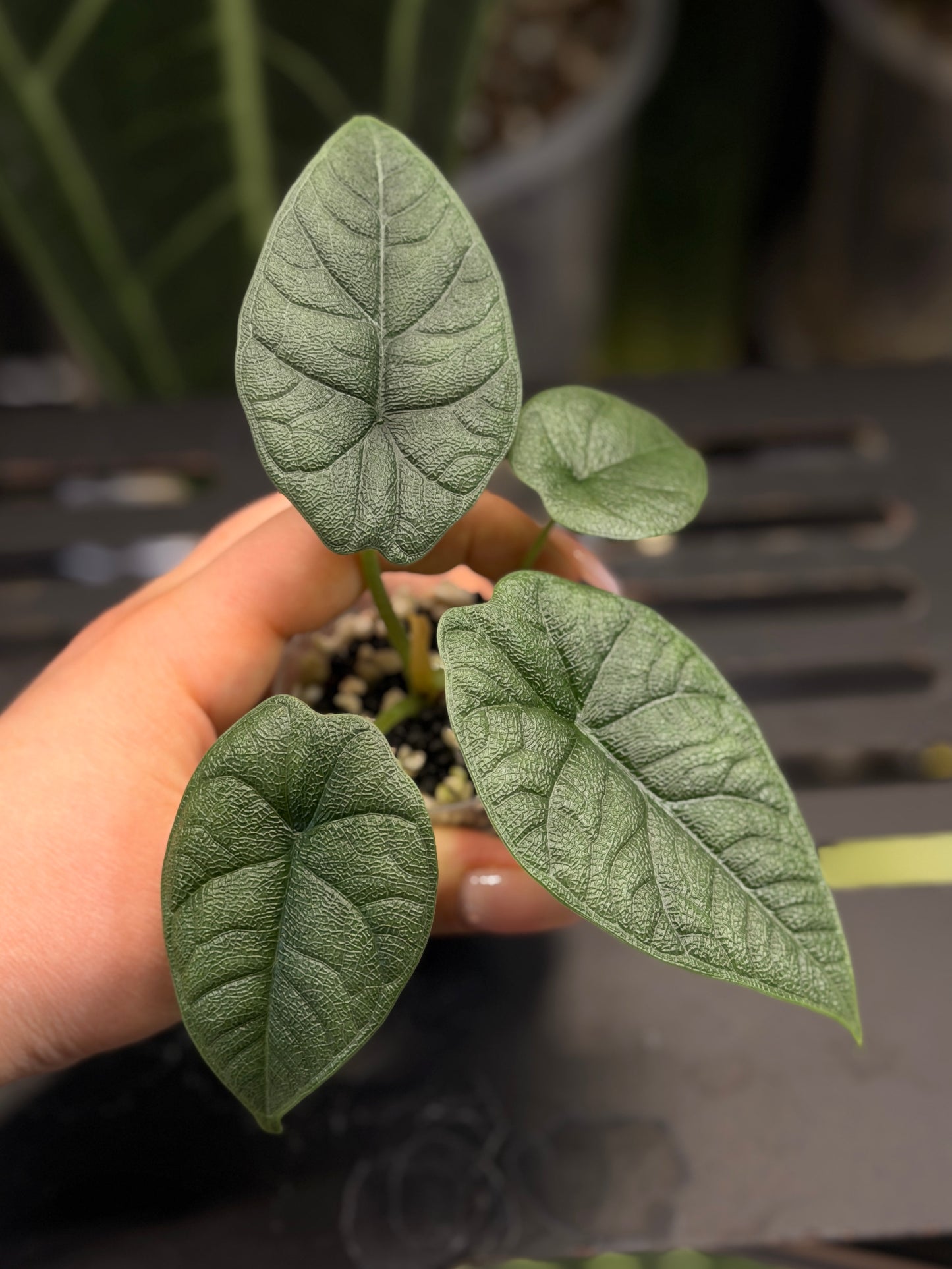 Alocasia Melo Nr.2