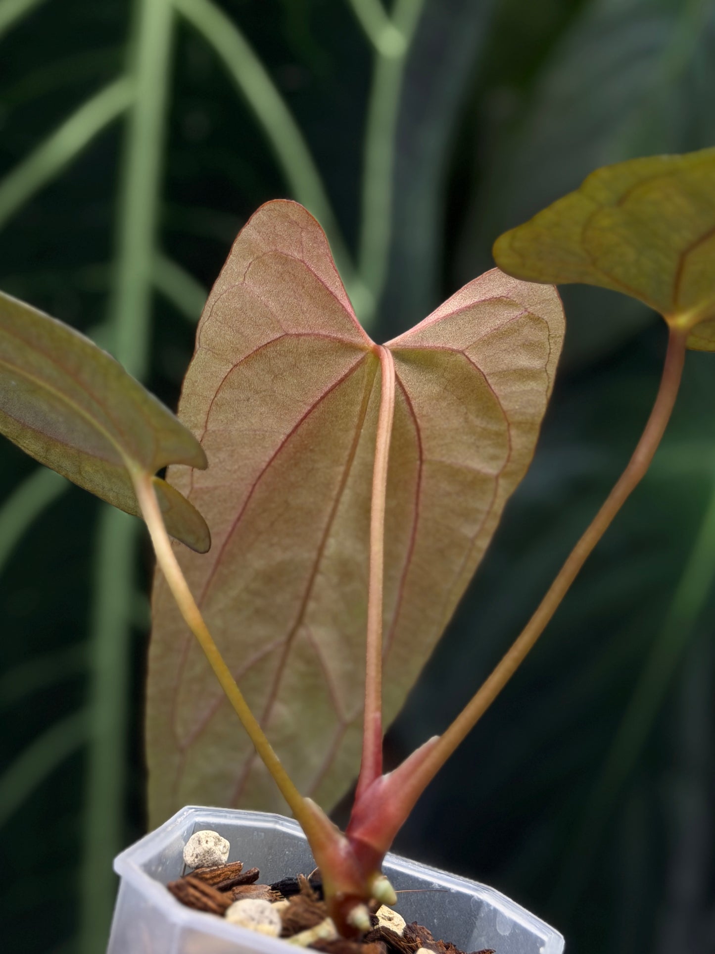 Anthurium NoID